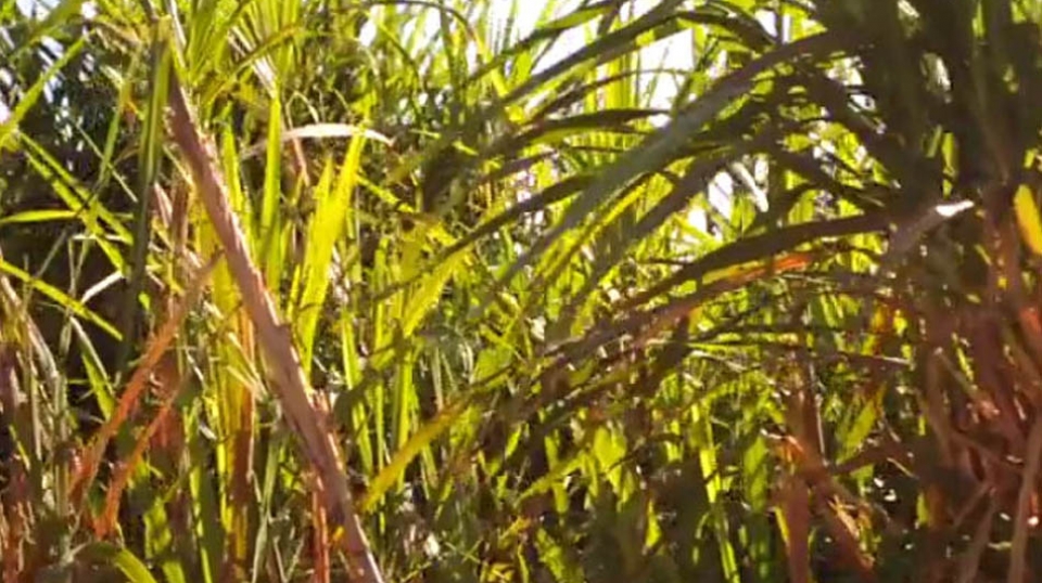 CANAL RURAL – ASES – DROPS 1